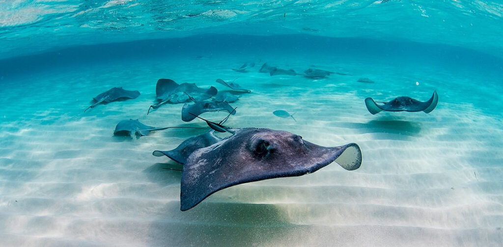 Stingray City Sandbar