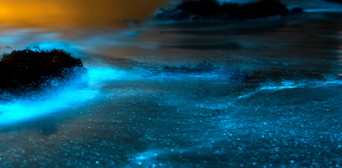 Bioluminescence Tours