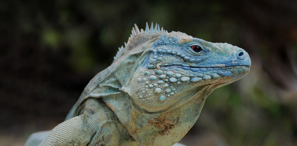 Blue Iguana