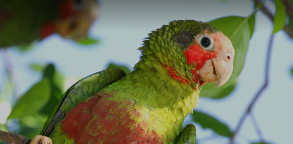 Cayman Parrot