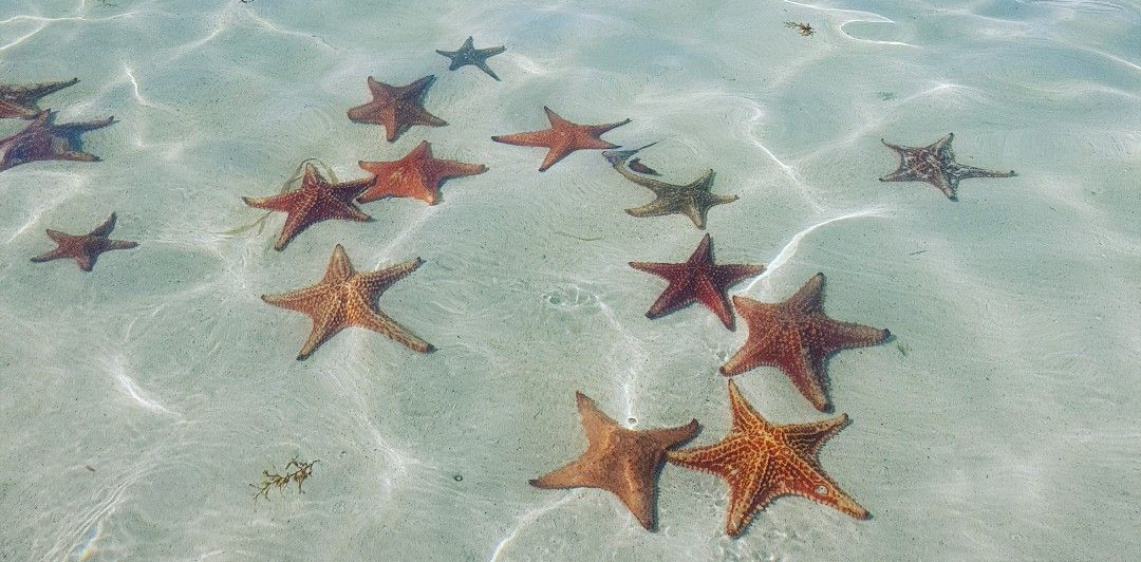 Starfish Point